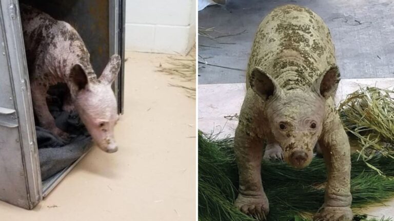 bald bear makes stunning transformation