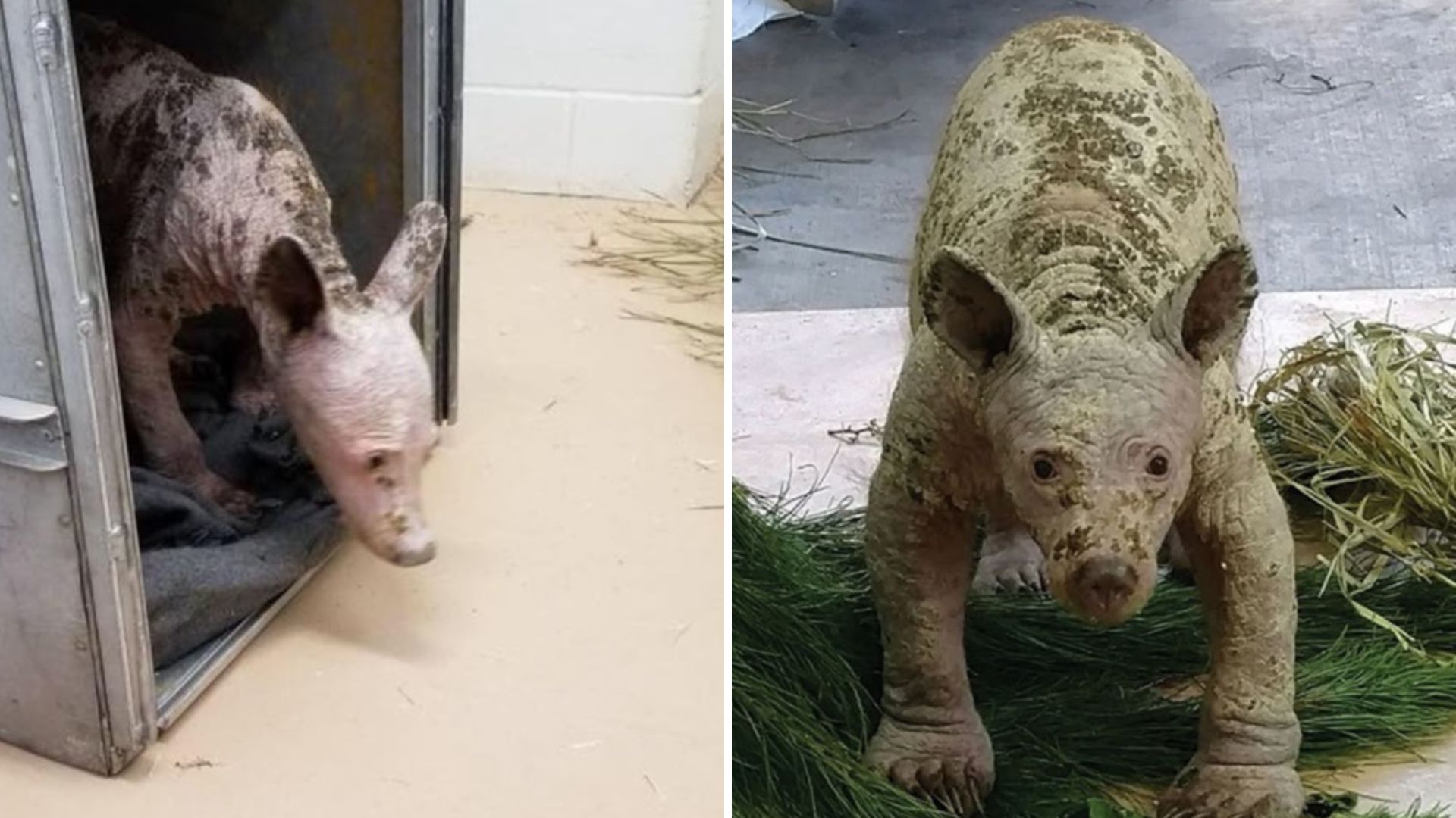 bald bear makes stunning transformation