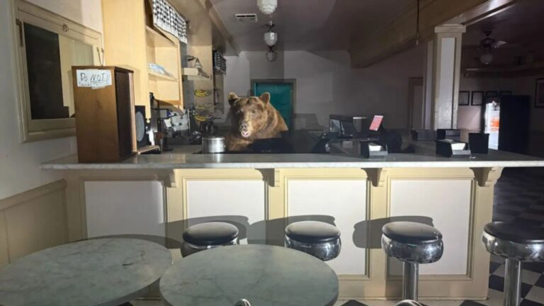 bear breaks into ice cream parlor