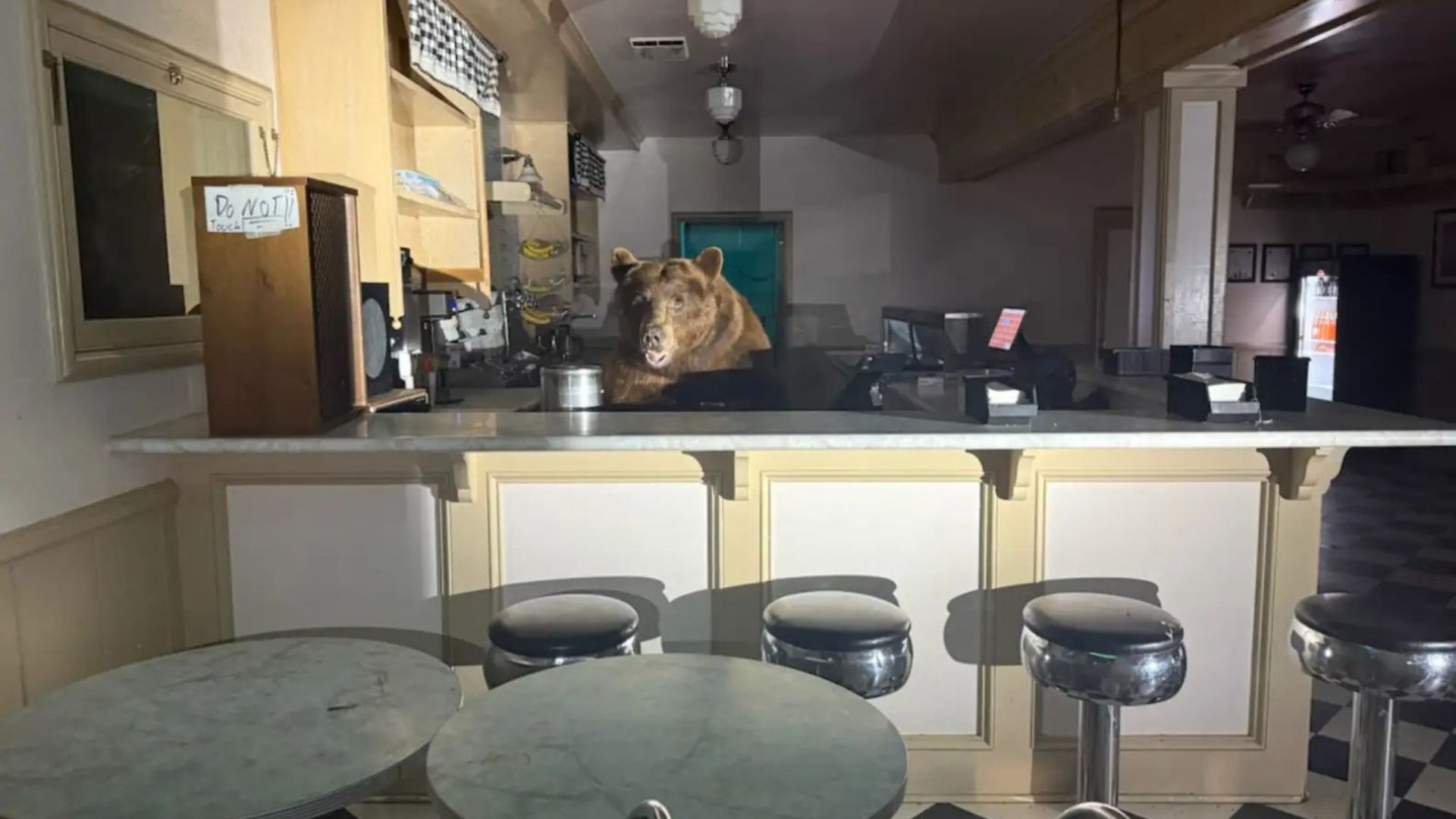 bear breaks into ice cream parlor