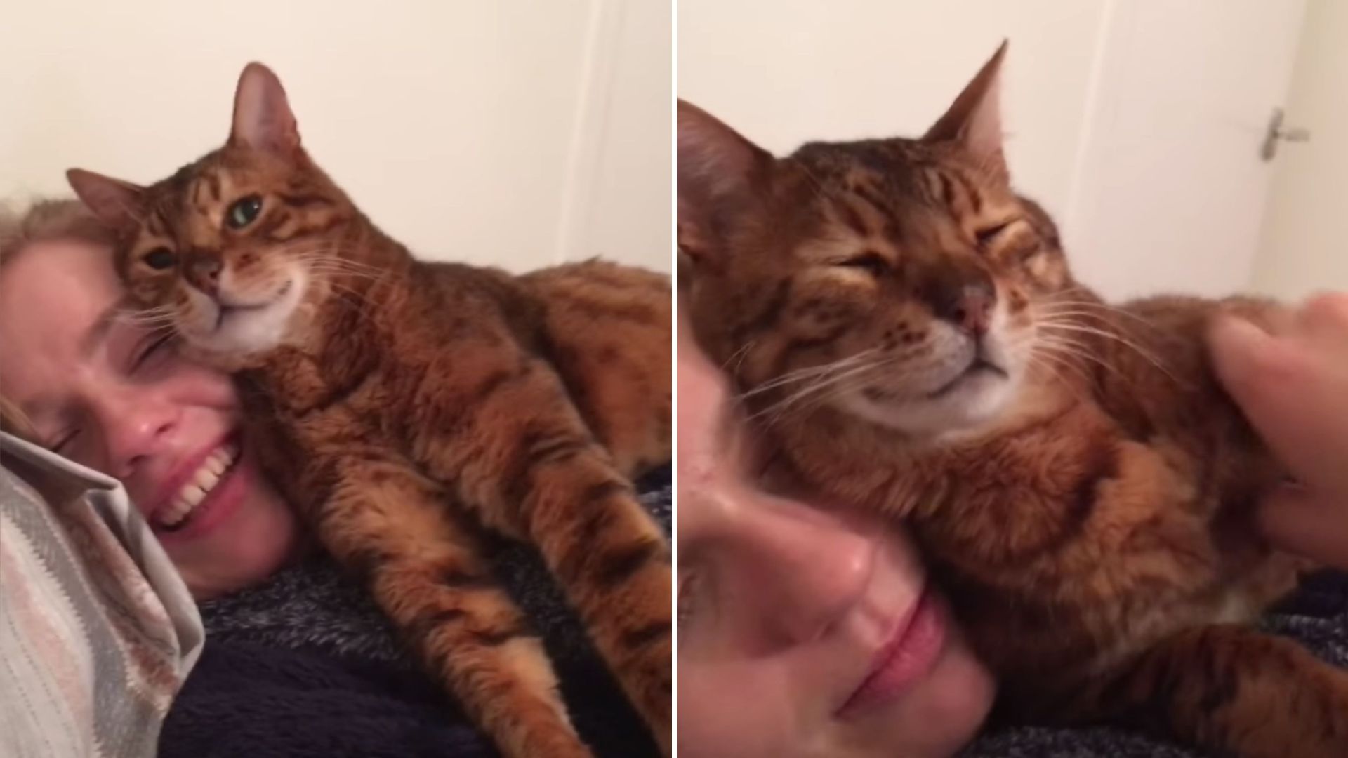 bengal cat