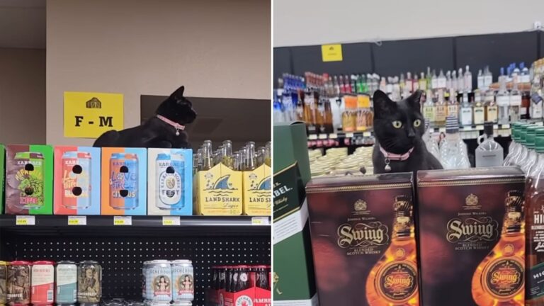 black cat in store