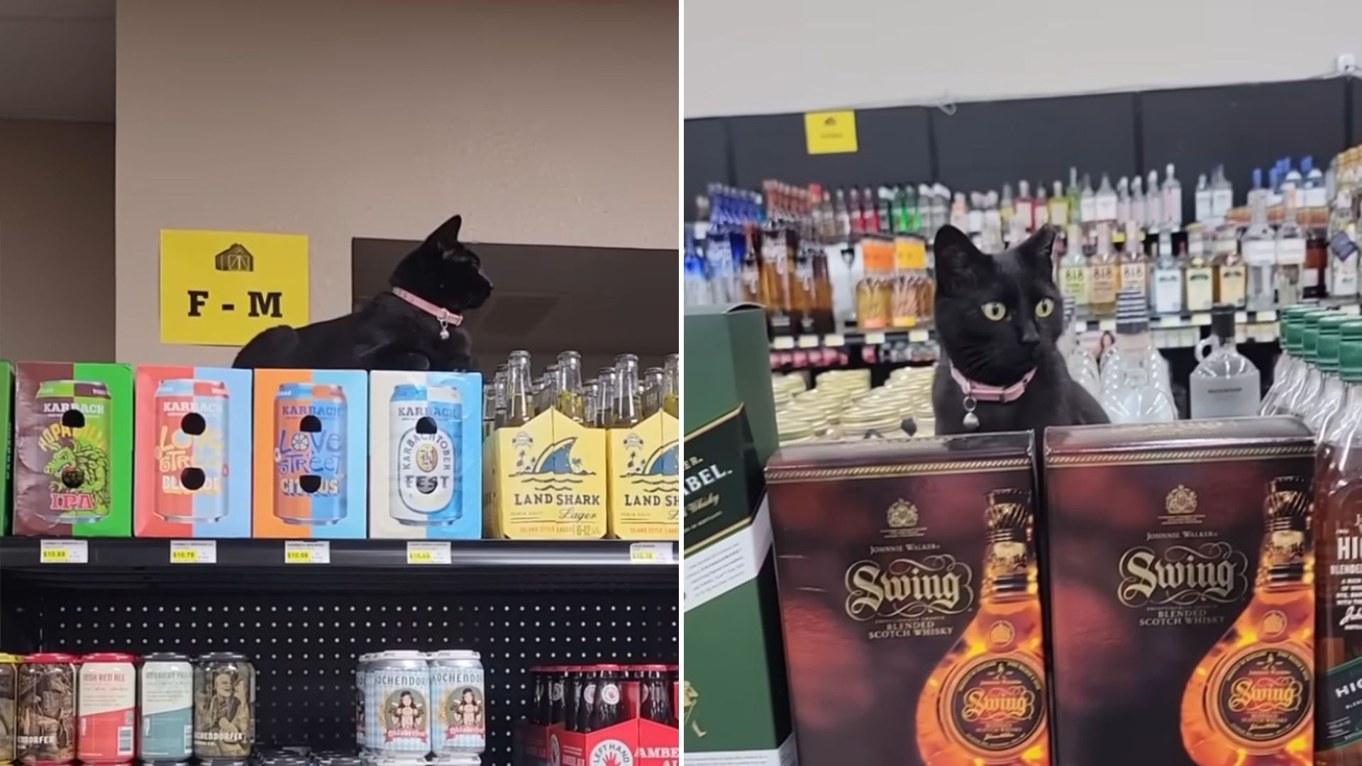 black cat in store