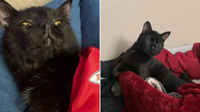 cat with birth defect