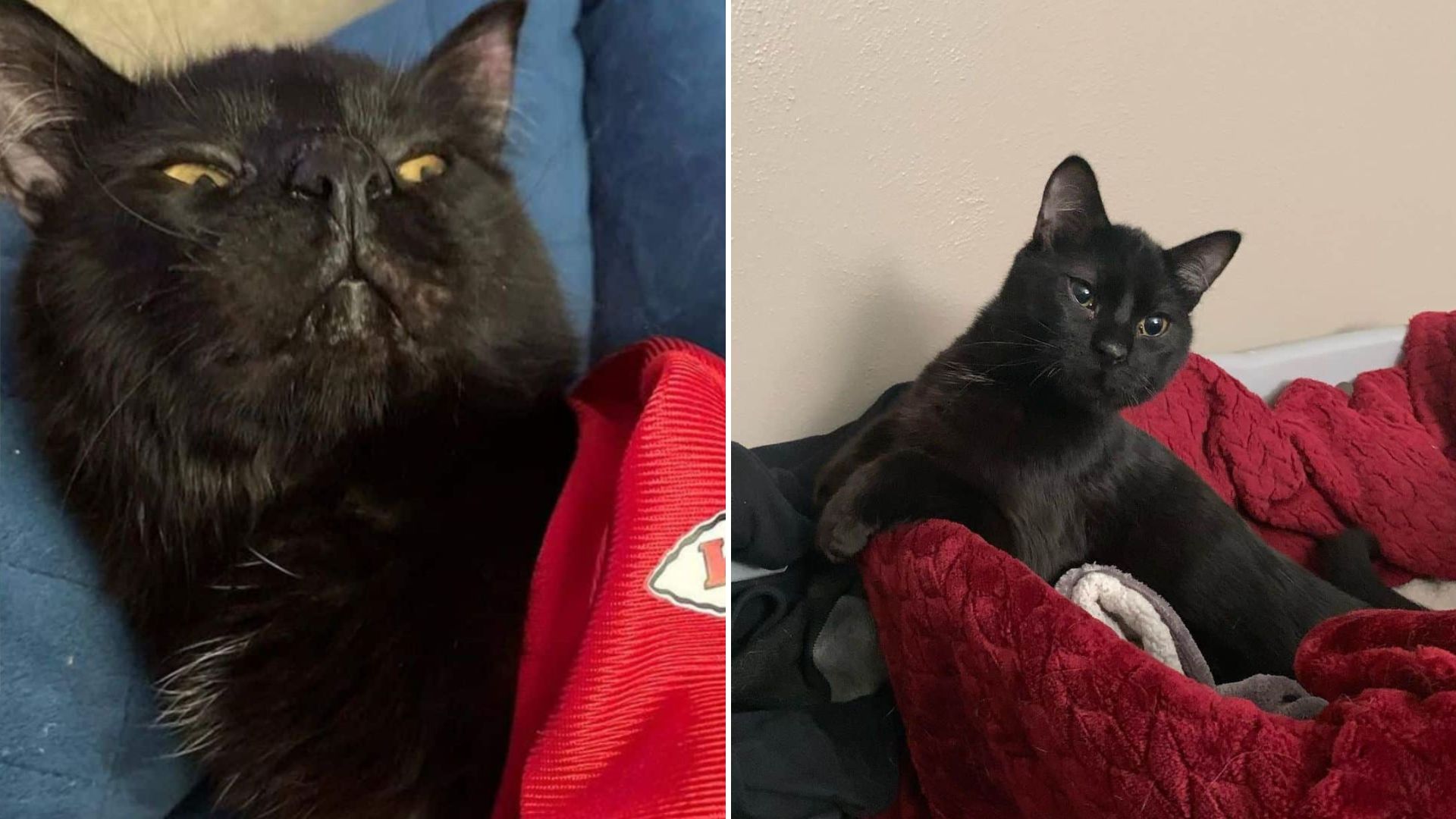 cat with birth defect