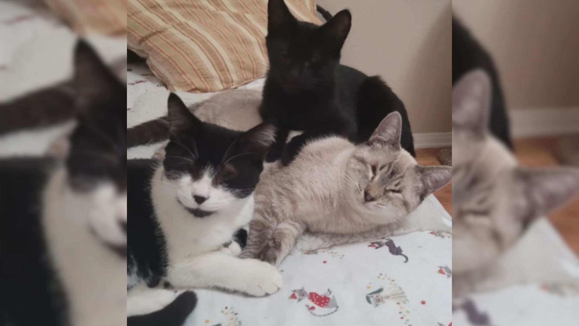 blind kittens