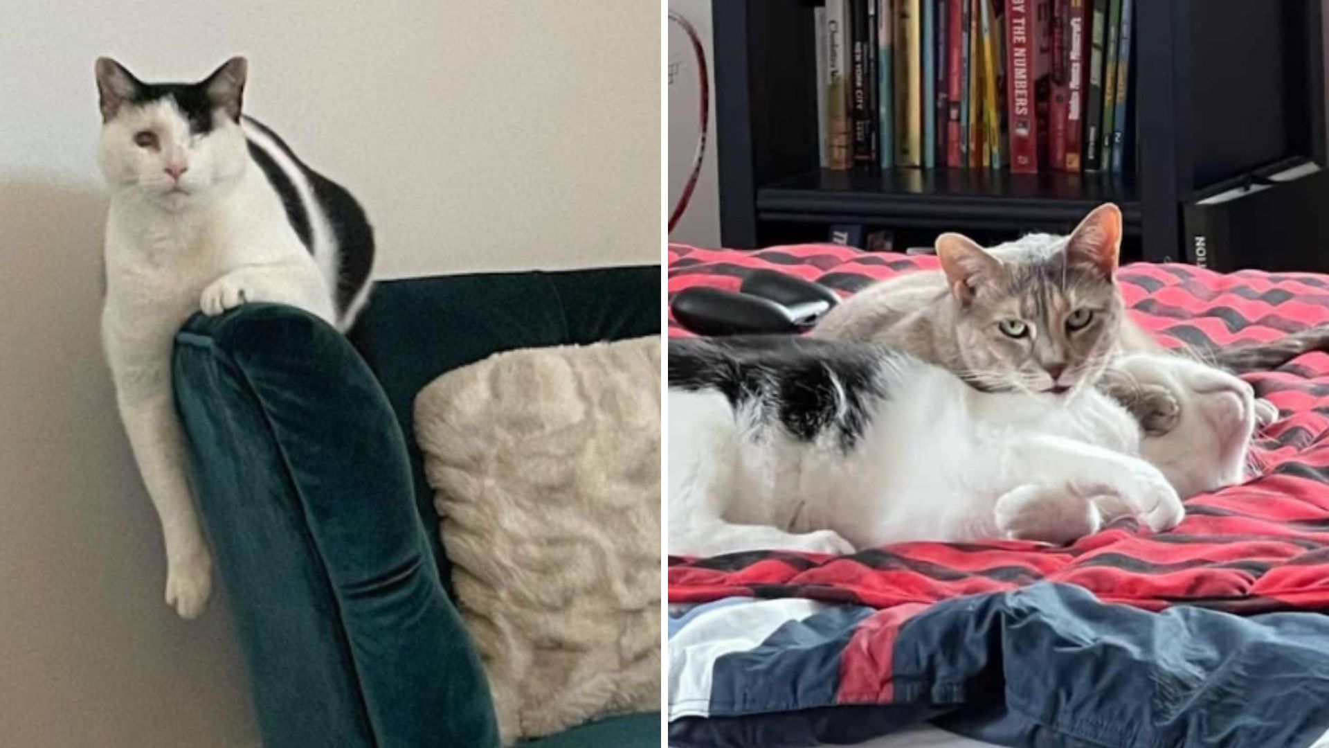 blind and deaf cat