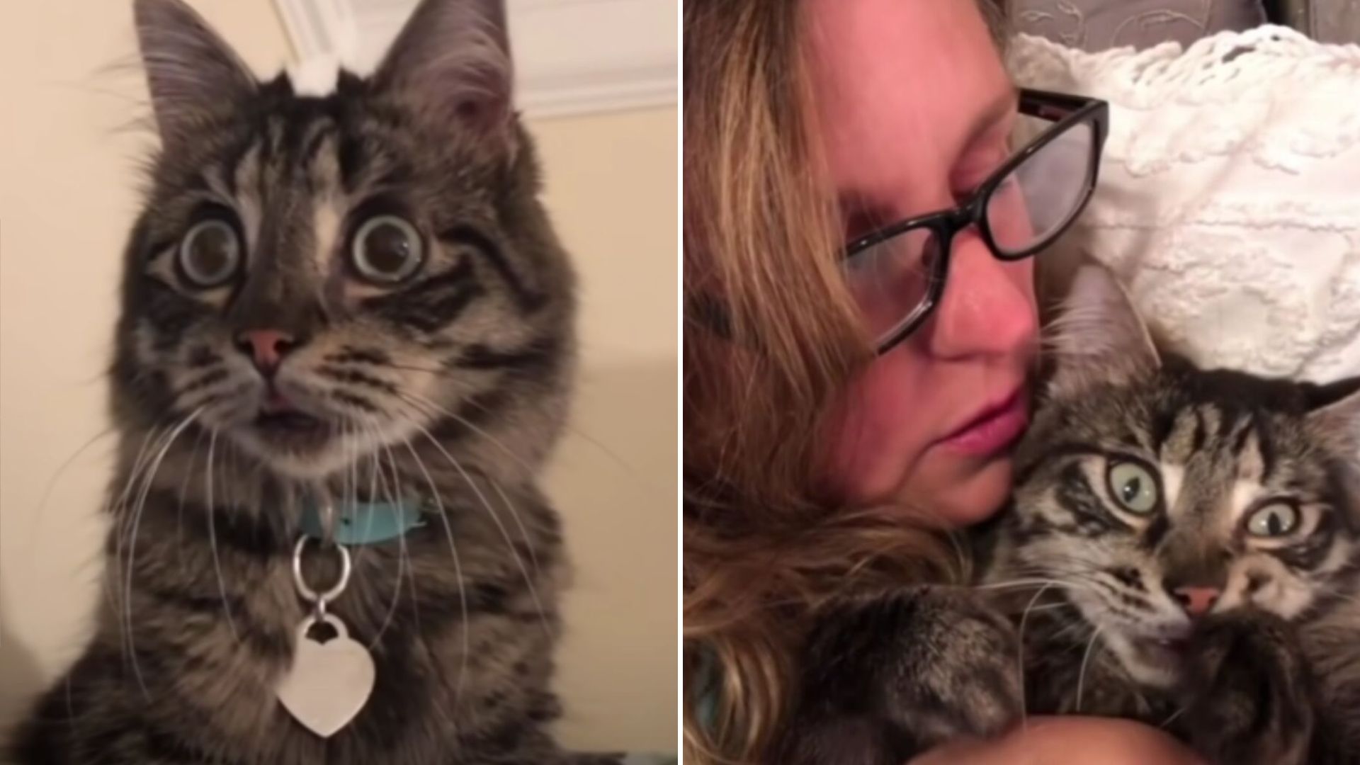 blind cat