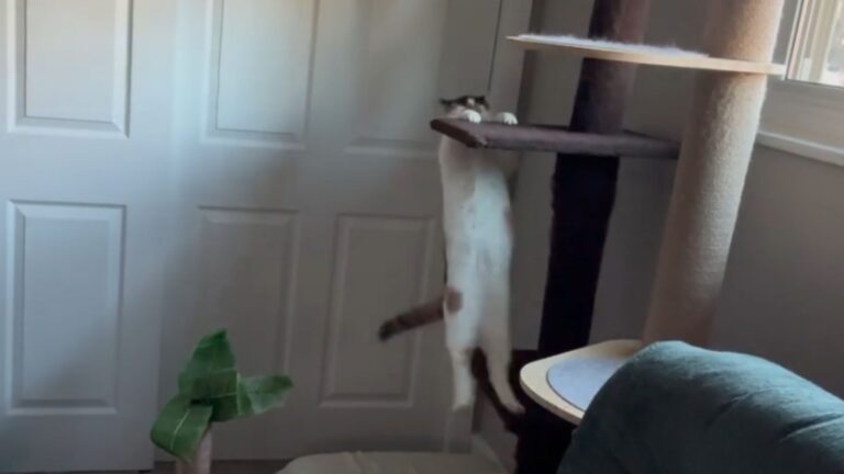 Blind Ohio Cat Refuses To Be Held Back And Amazes Her Owner By Climbing Her Cat Tree