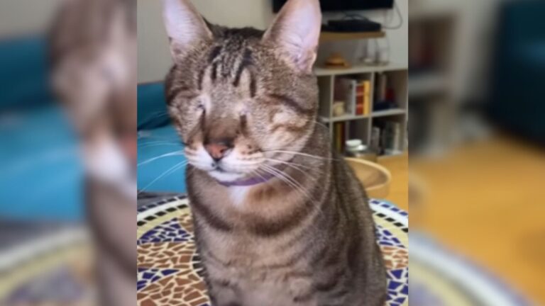 cat loses his sight