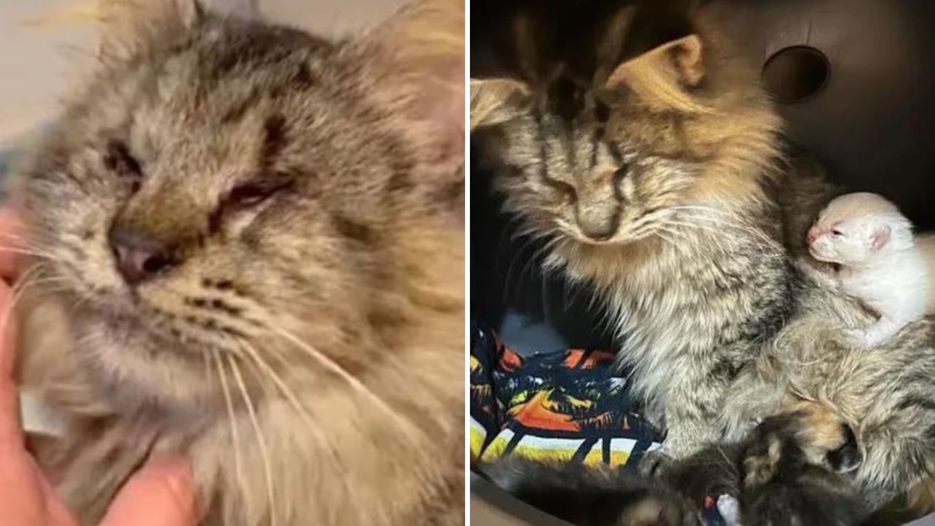 blind stray cat