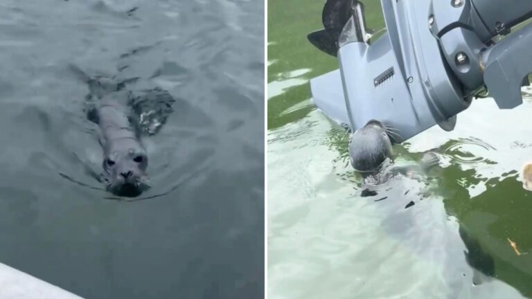 baby seal clinging to boat in harbor