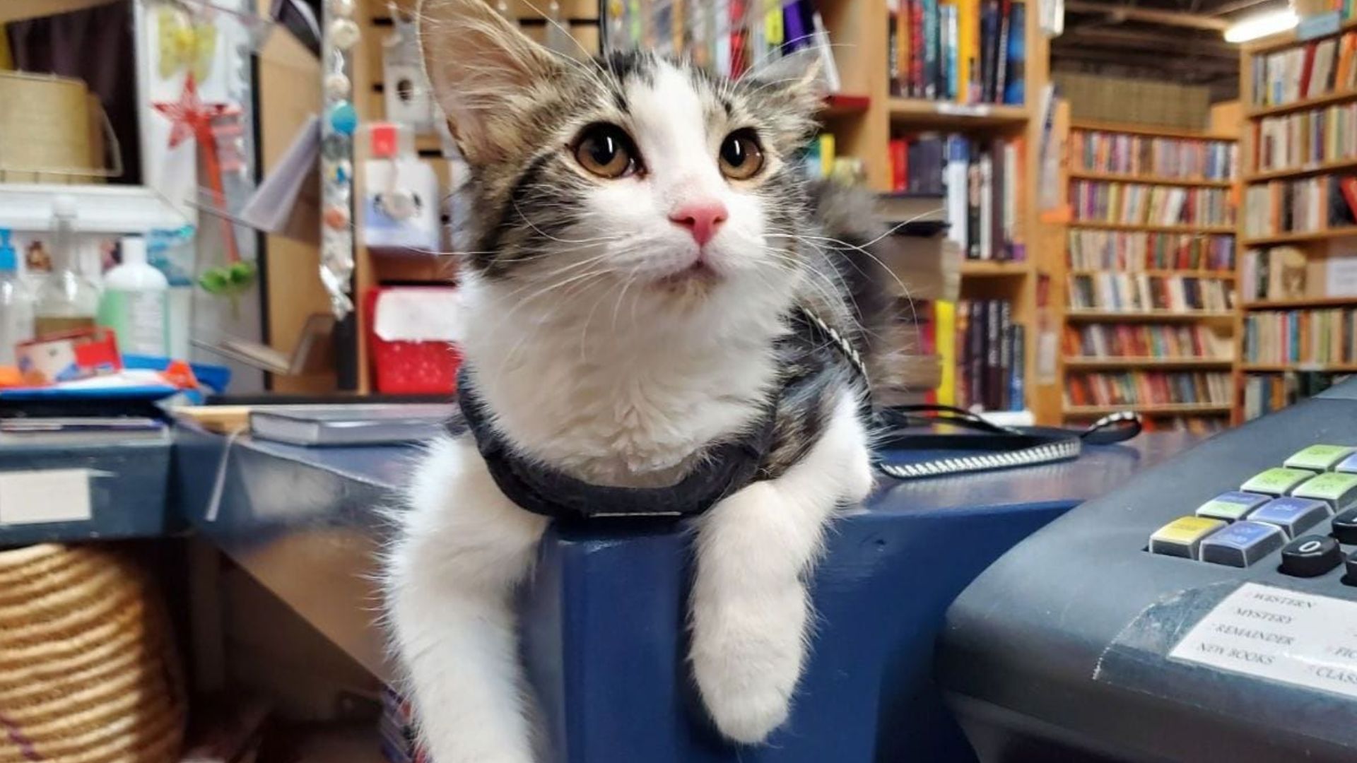 bookstore cat