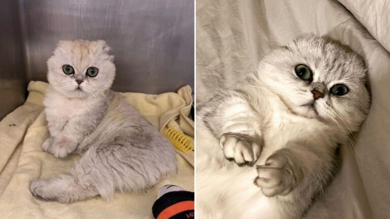 white special cat