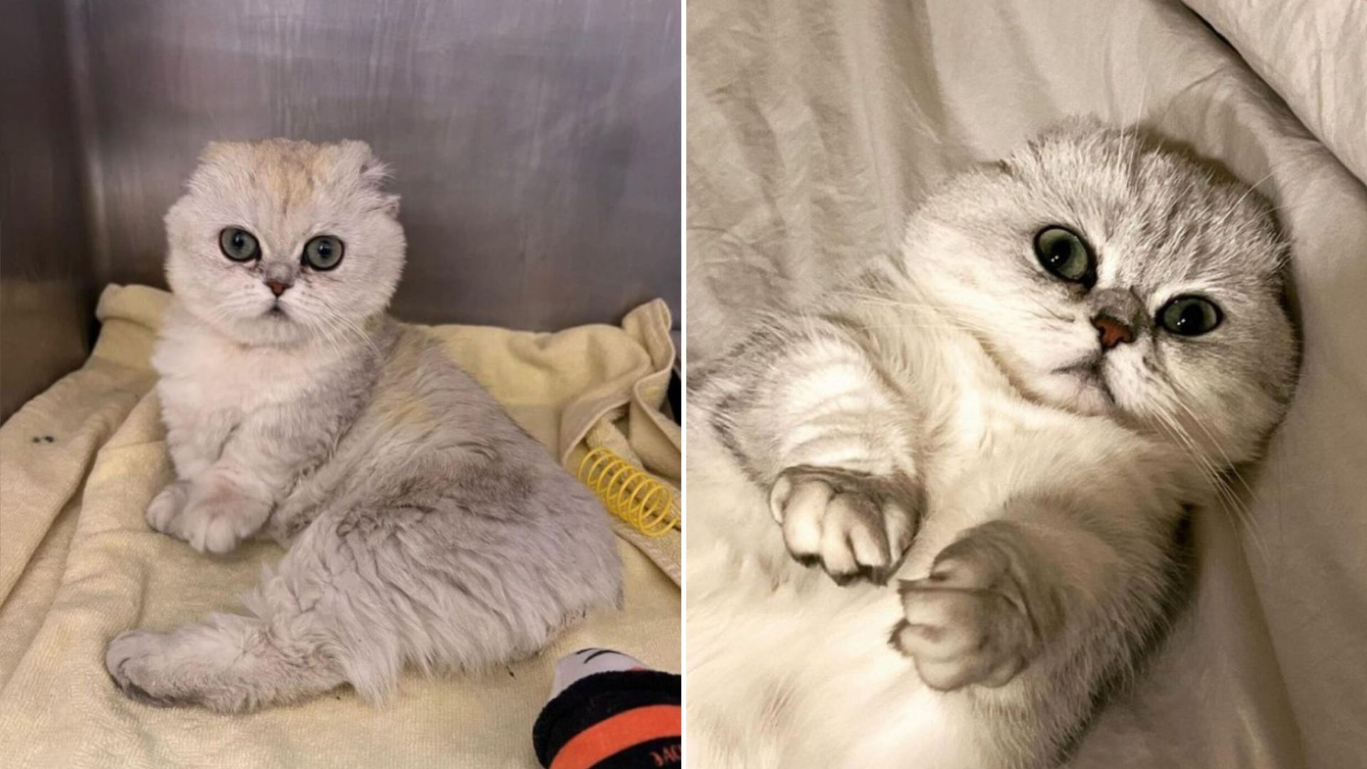 white special cat