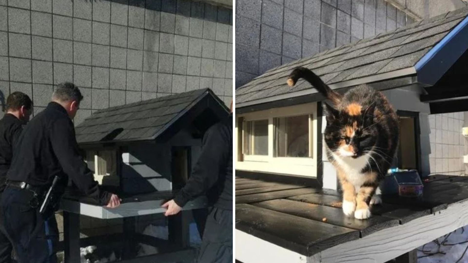homeless cat and police