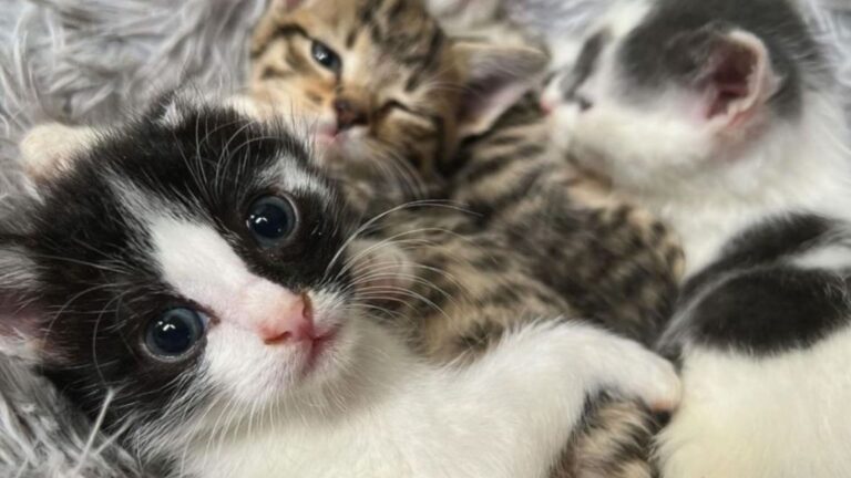 abandoned kittens
