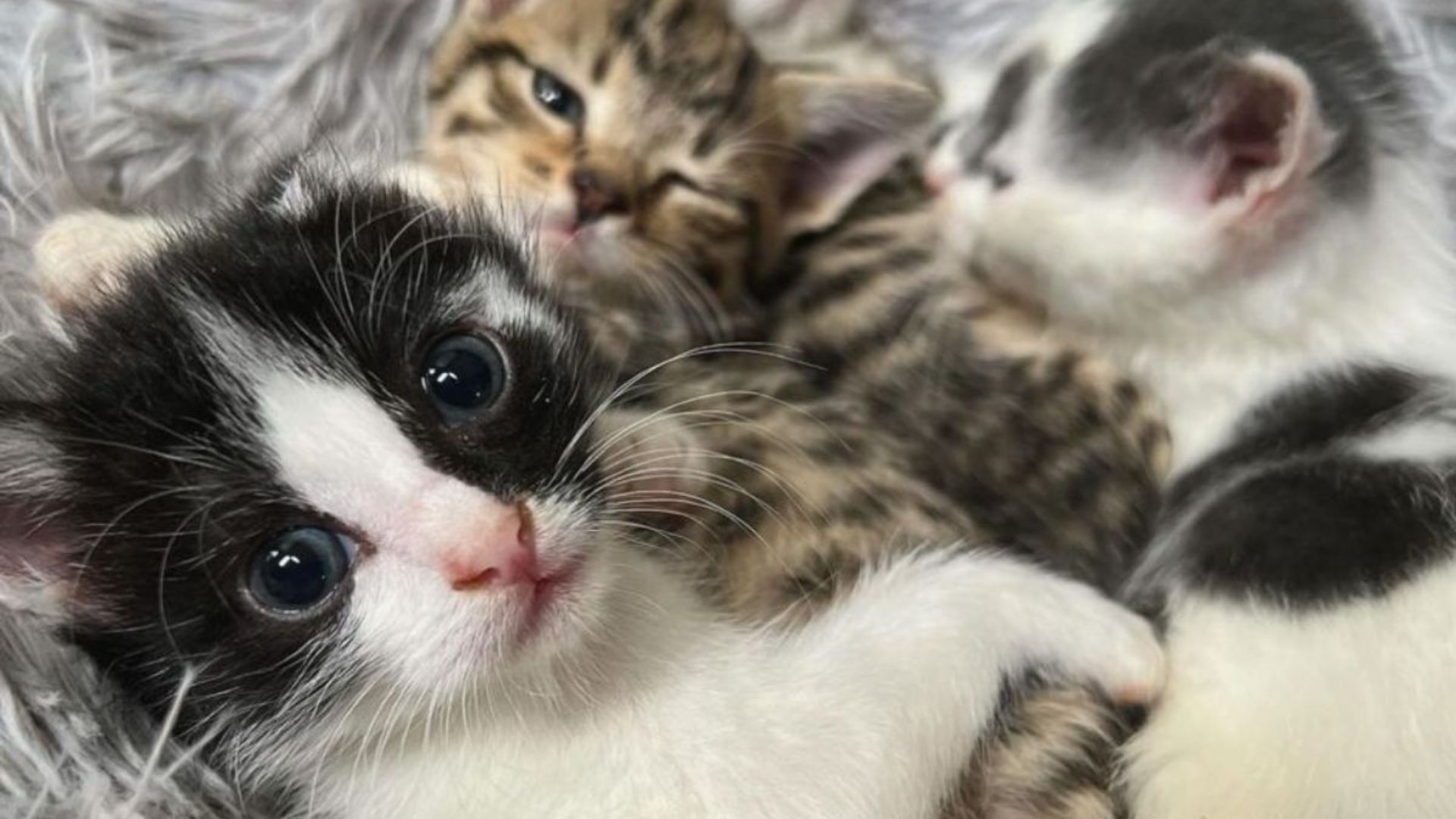 abandoned kittens