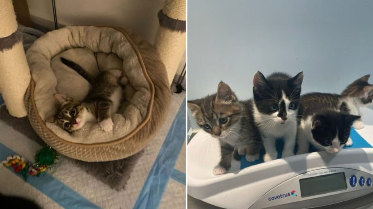 kitten secures rescue for her whole family