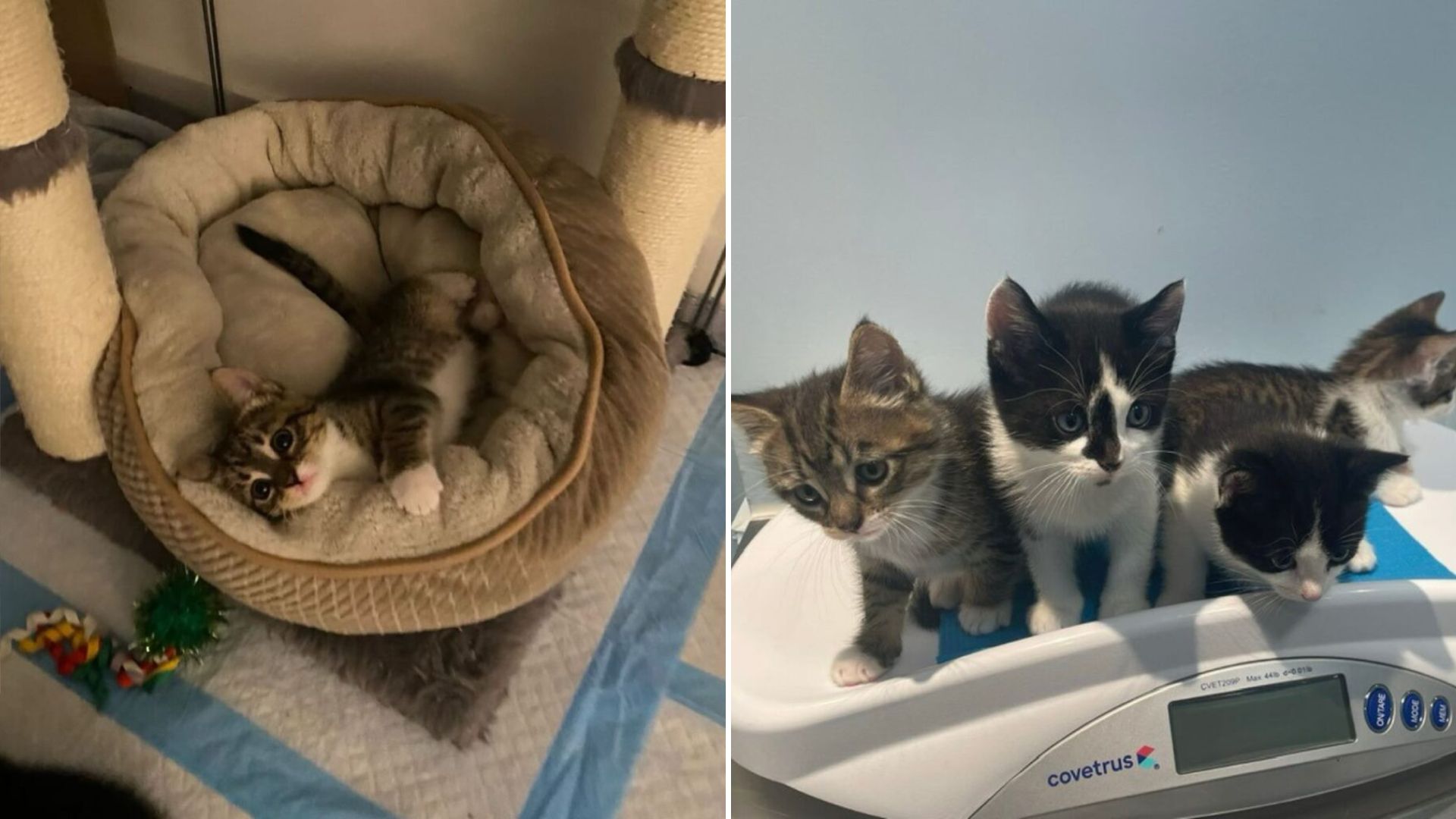 kitten secures rescue for her whole family