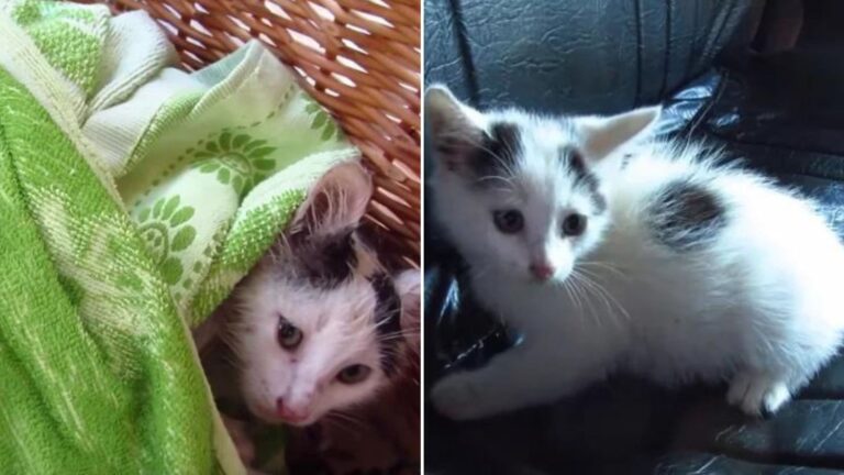 kitten with broken paw