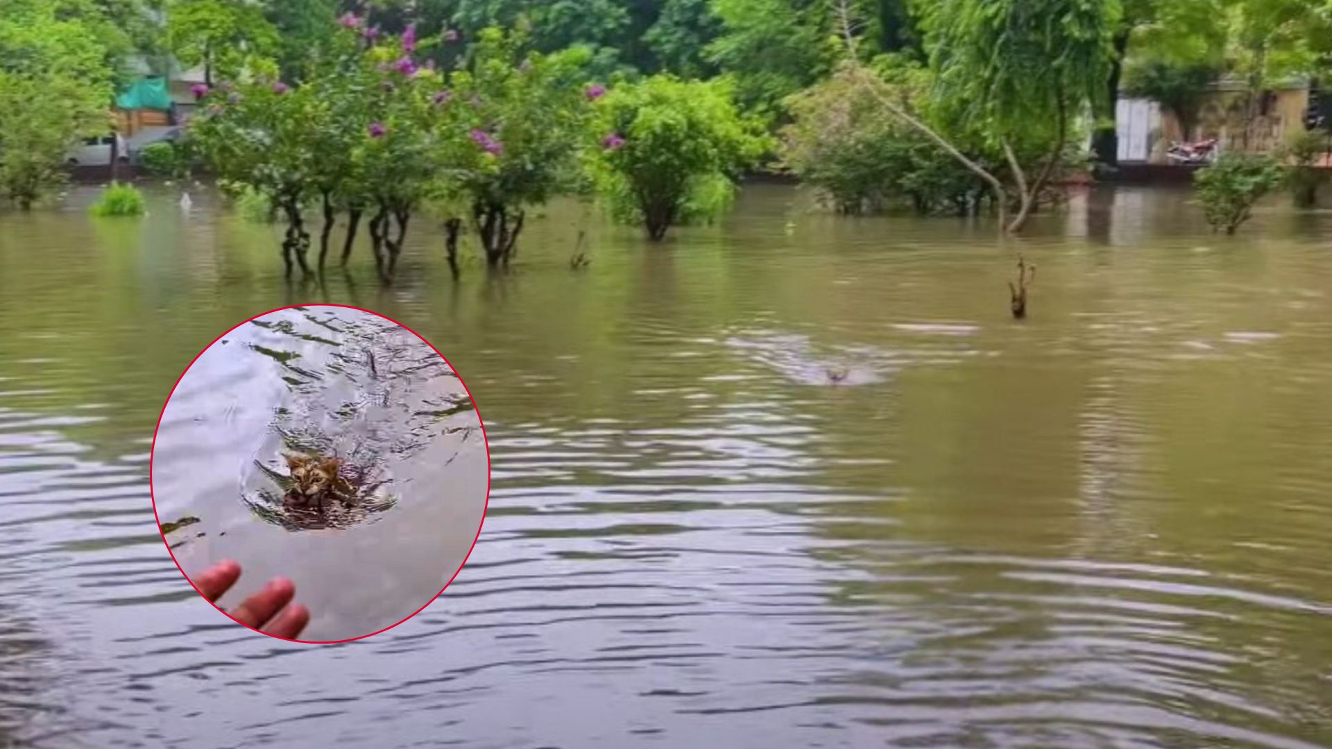 brave cat jumps into floodwater to save her babies