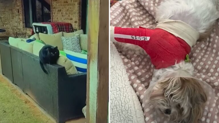 cat saves dog from coyote attack