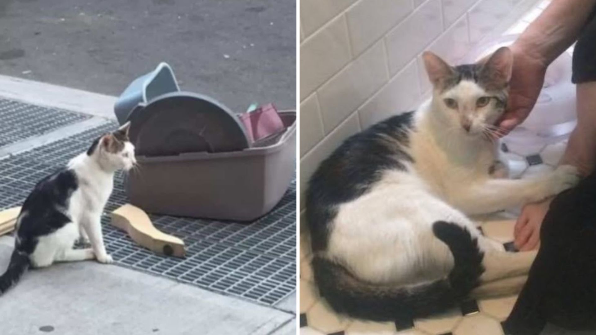 cat found abandoned with belongings scattered