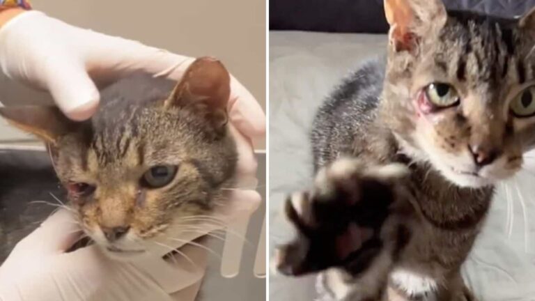Brooklyn Cat Survives Car Accident And Stuns Vets With His Recovery