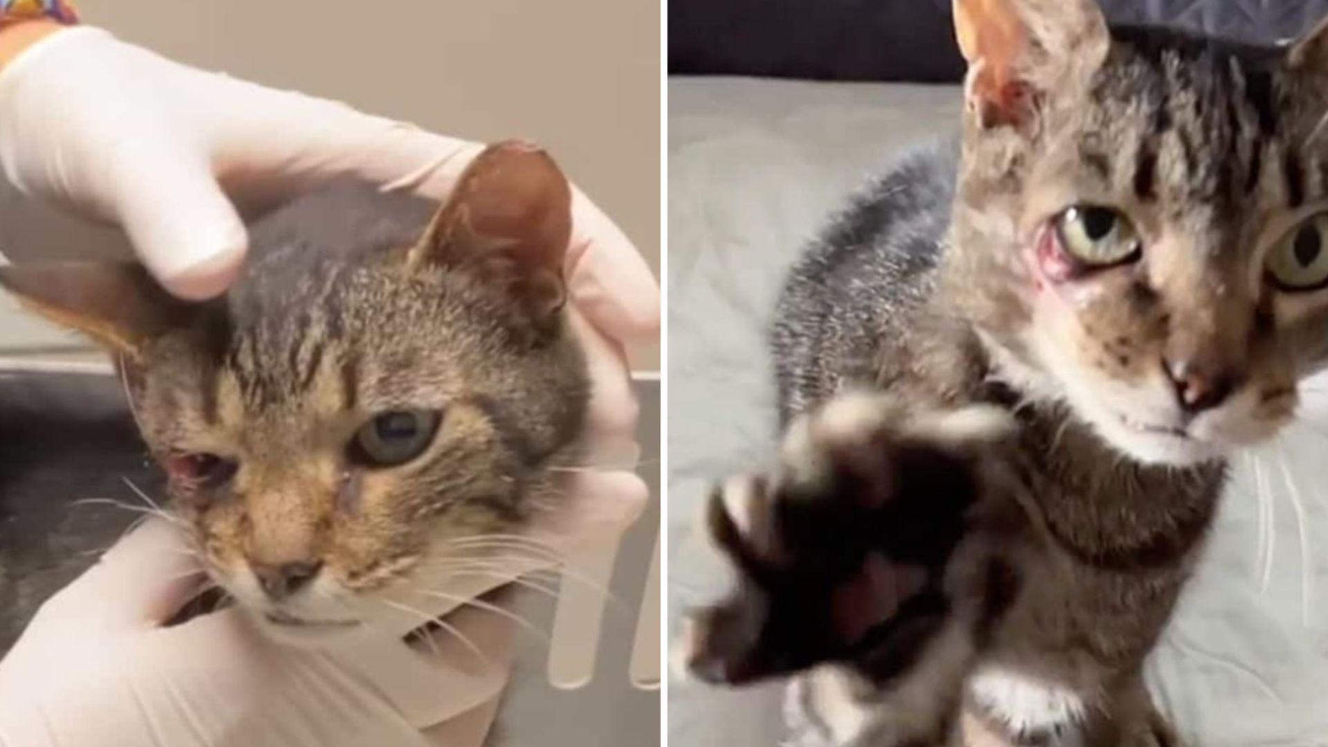 Brooklyn Cat Survives Car Accident And Stuns Vets With His Recovery