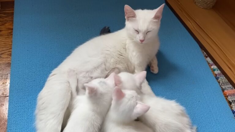 mama cat nursing kittens