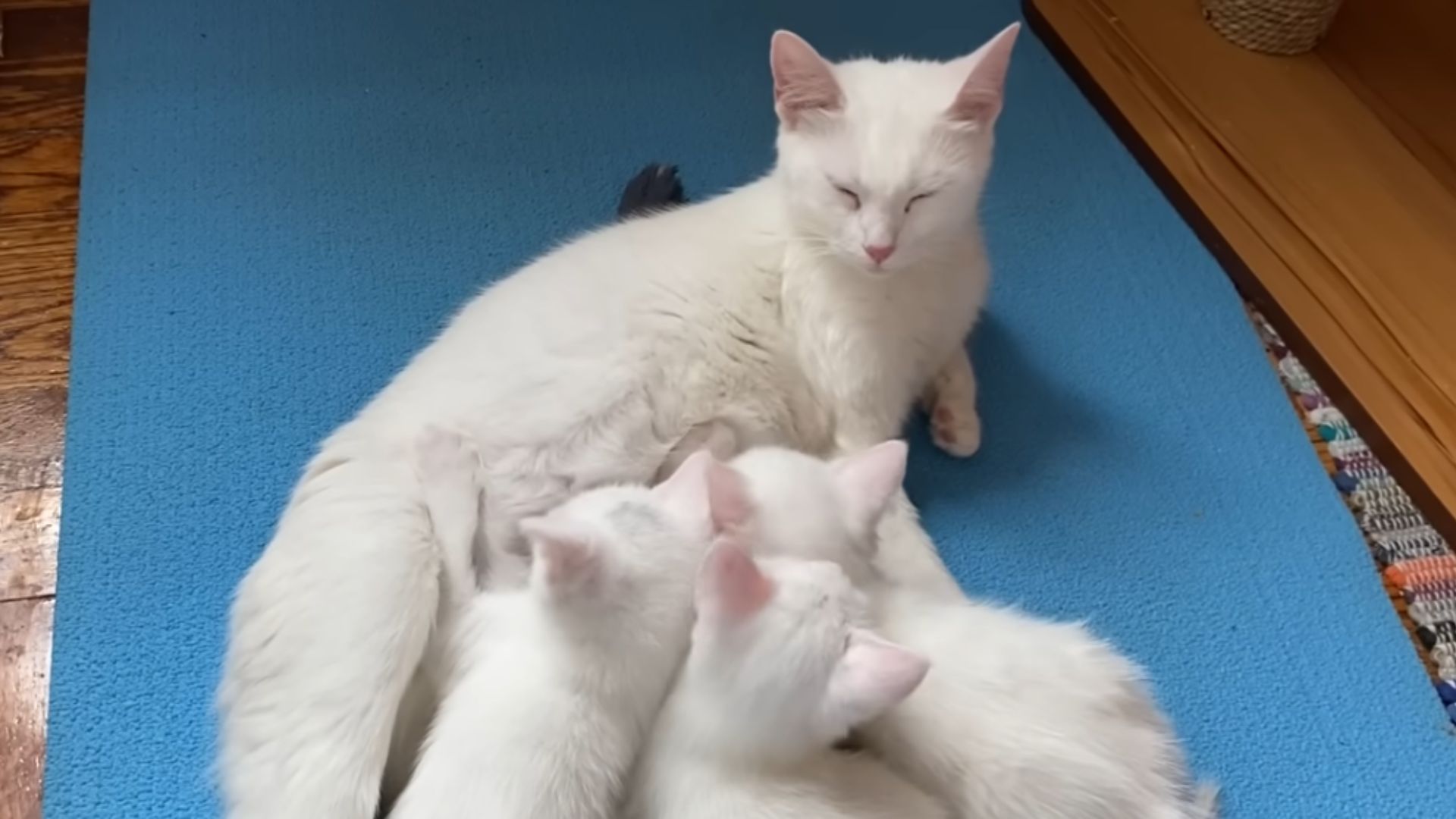 mama cat nursing kittens