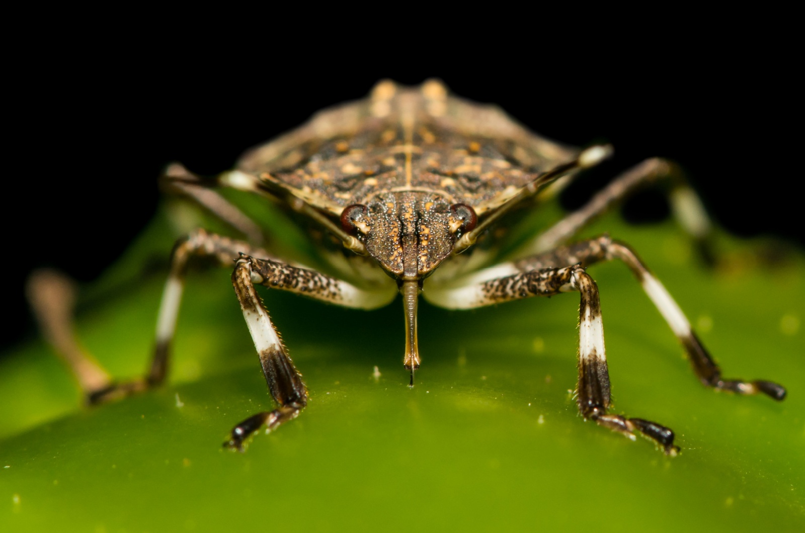 Brown Marmorated Stink Bugs