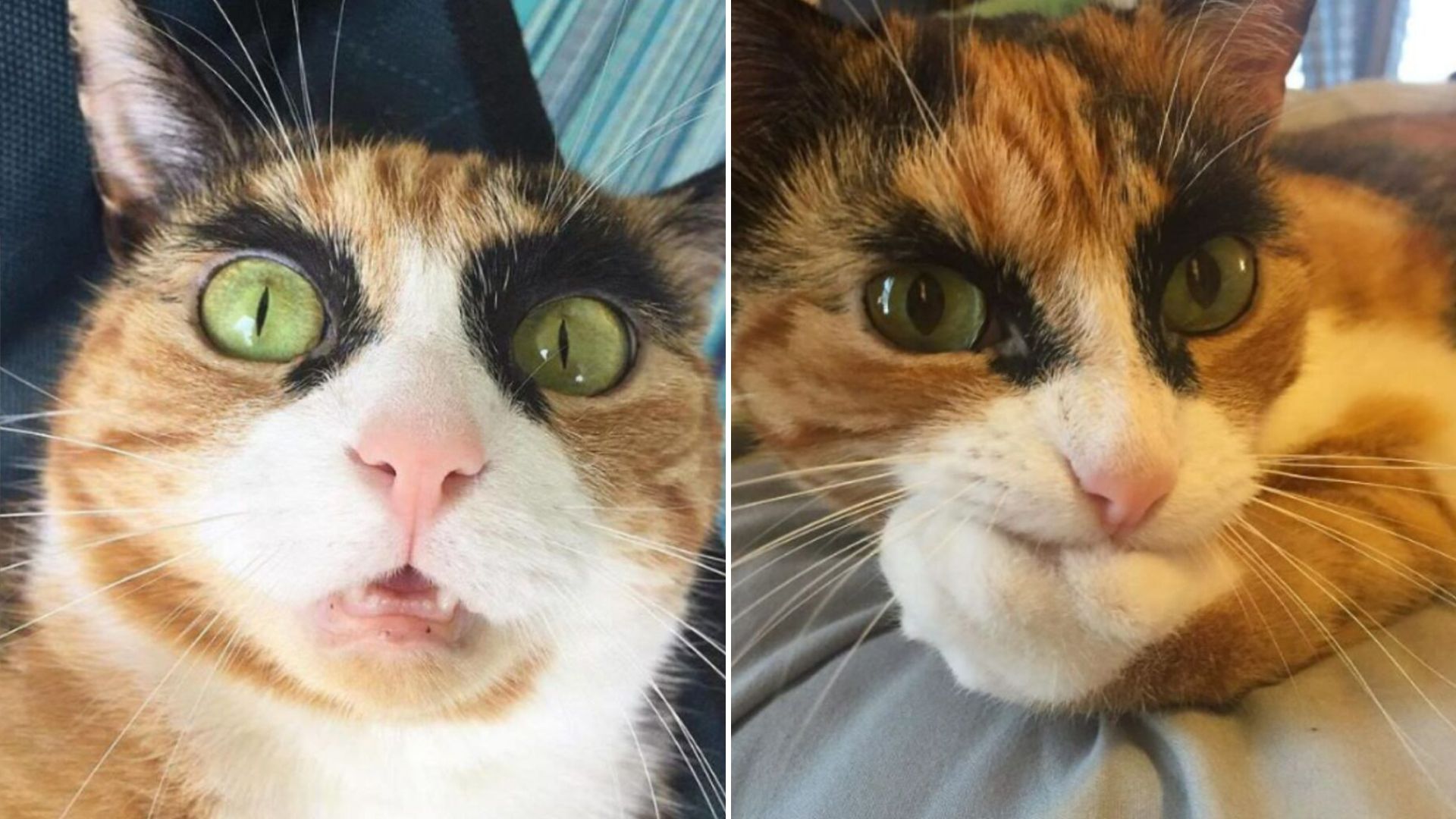 lilly the cat