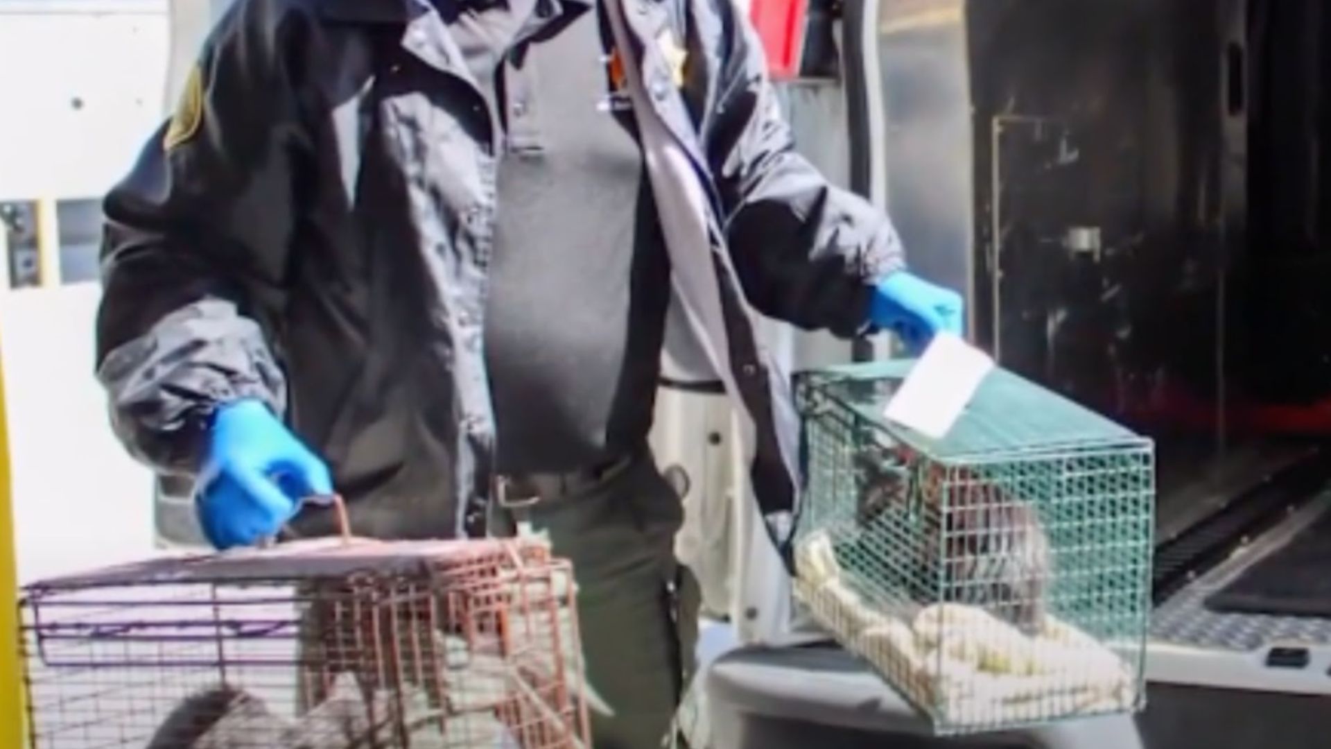 cats in carriers