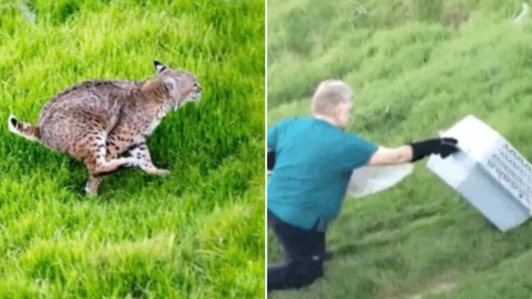 California Bobcat Found Trapped In A Barbed Wire Fence, And Her Chances Were Slim