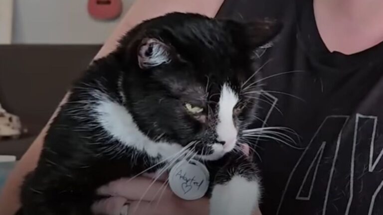 sad black cat