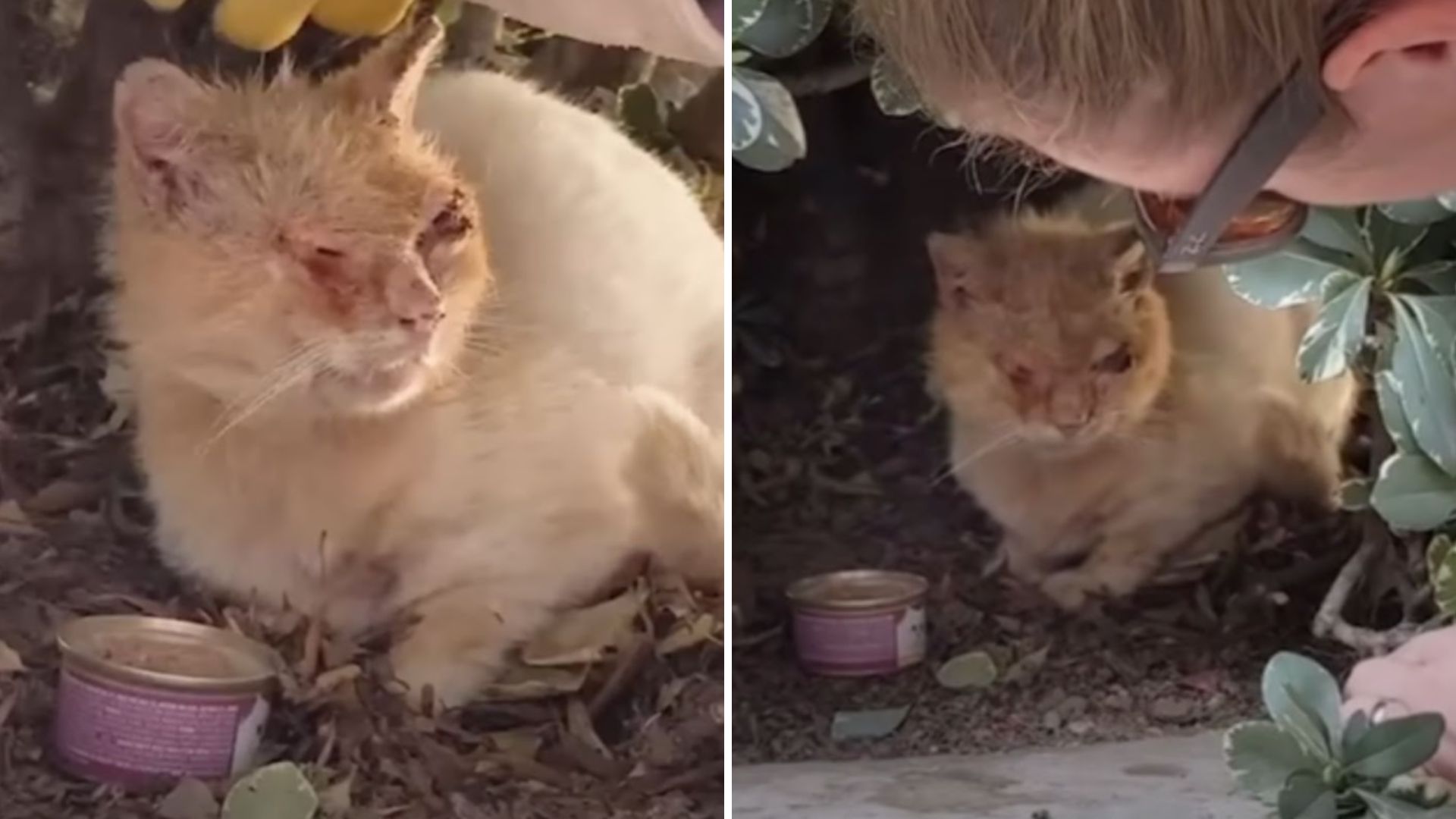 saved cat