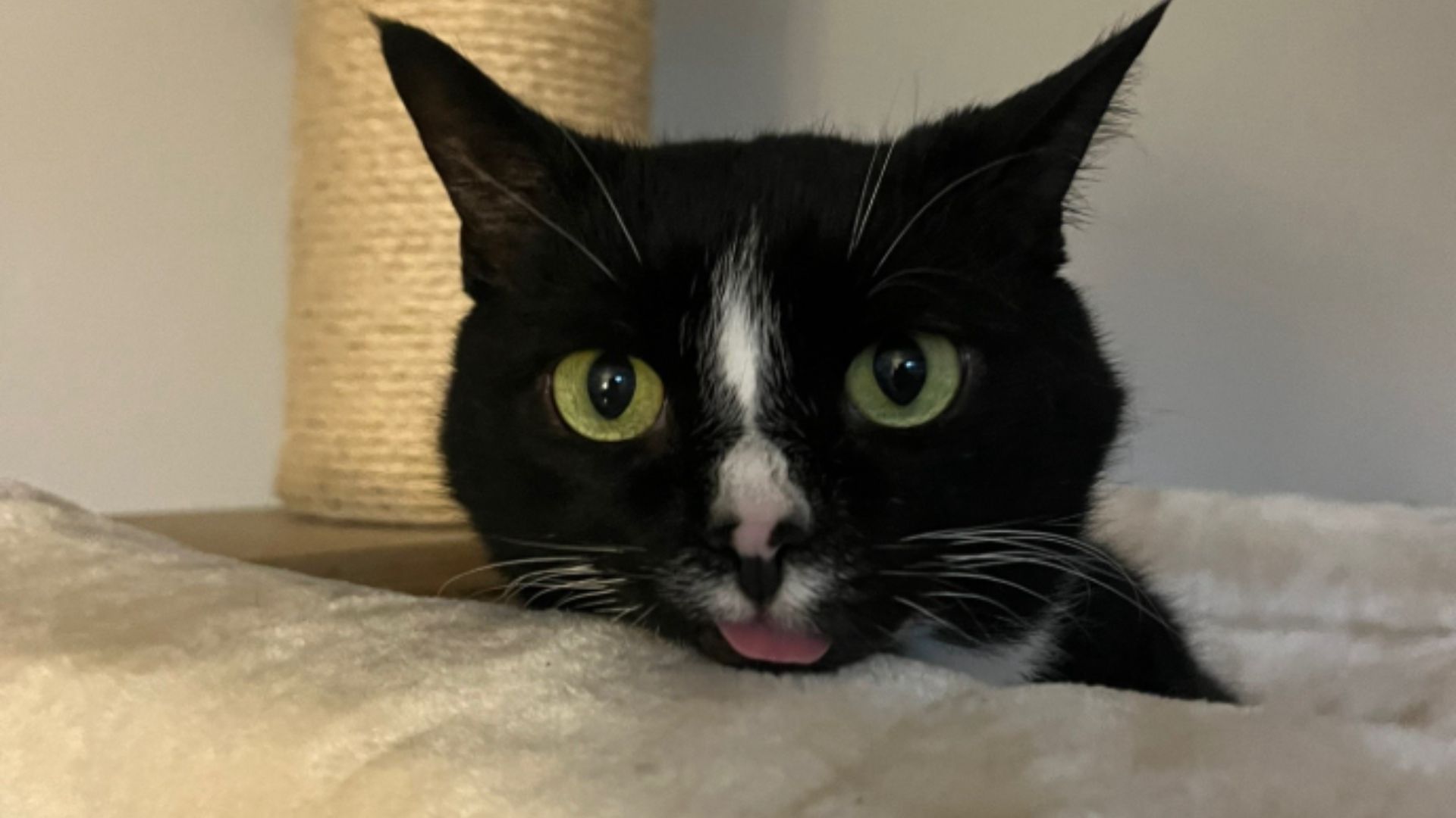 meowing in lowercase