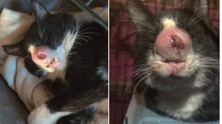cat with large growth on nose