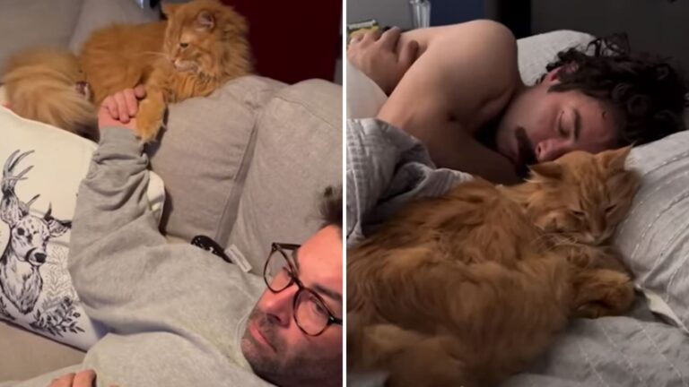 adopted senior cat can’t get enough of his dad