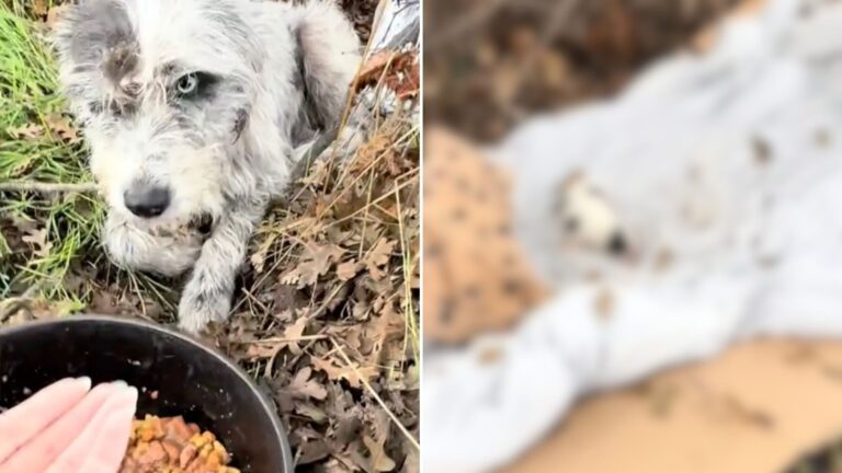 mama dog and puppy found in ditch