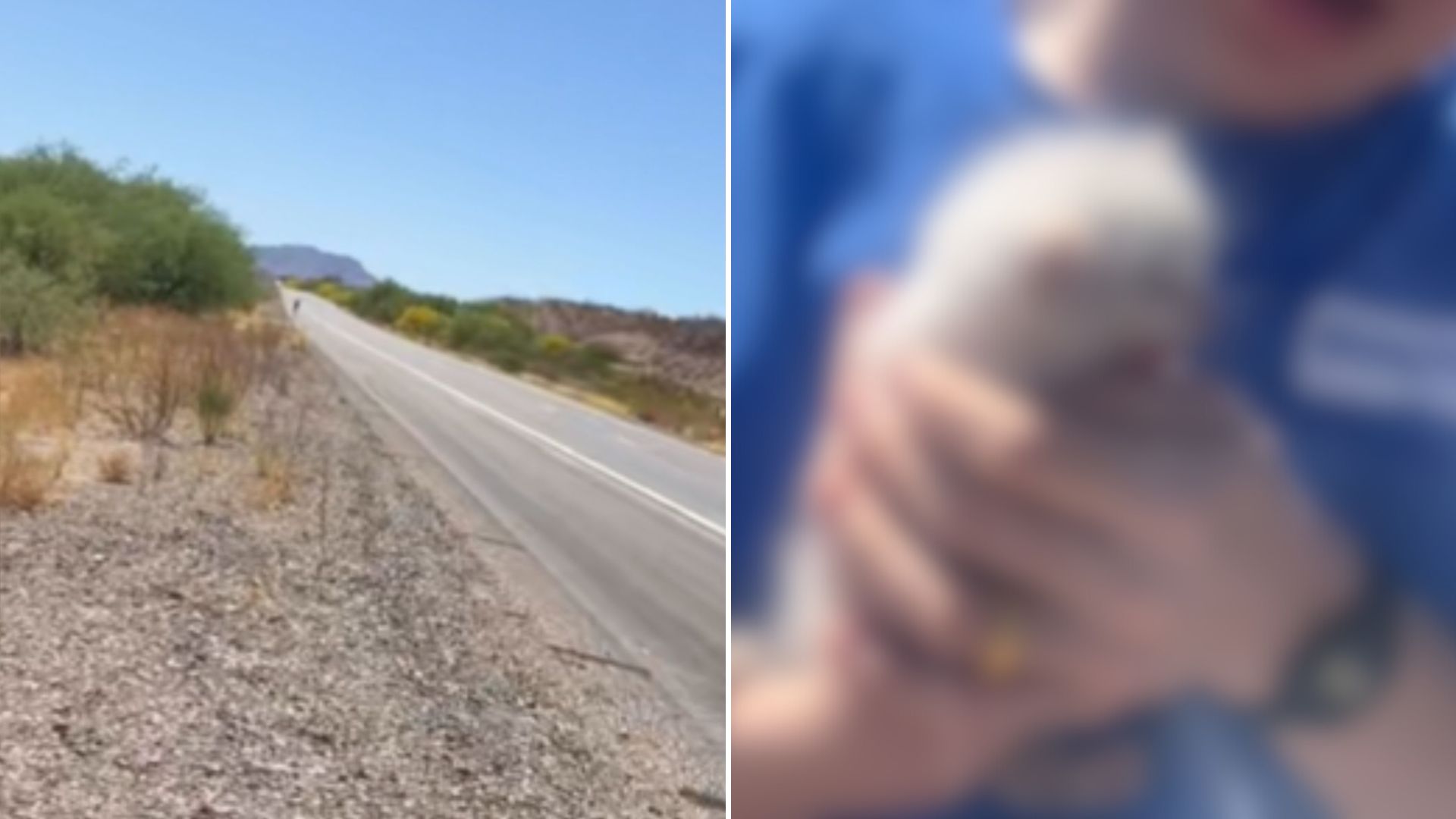 tiny kitten on the road