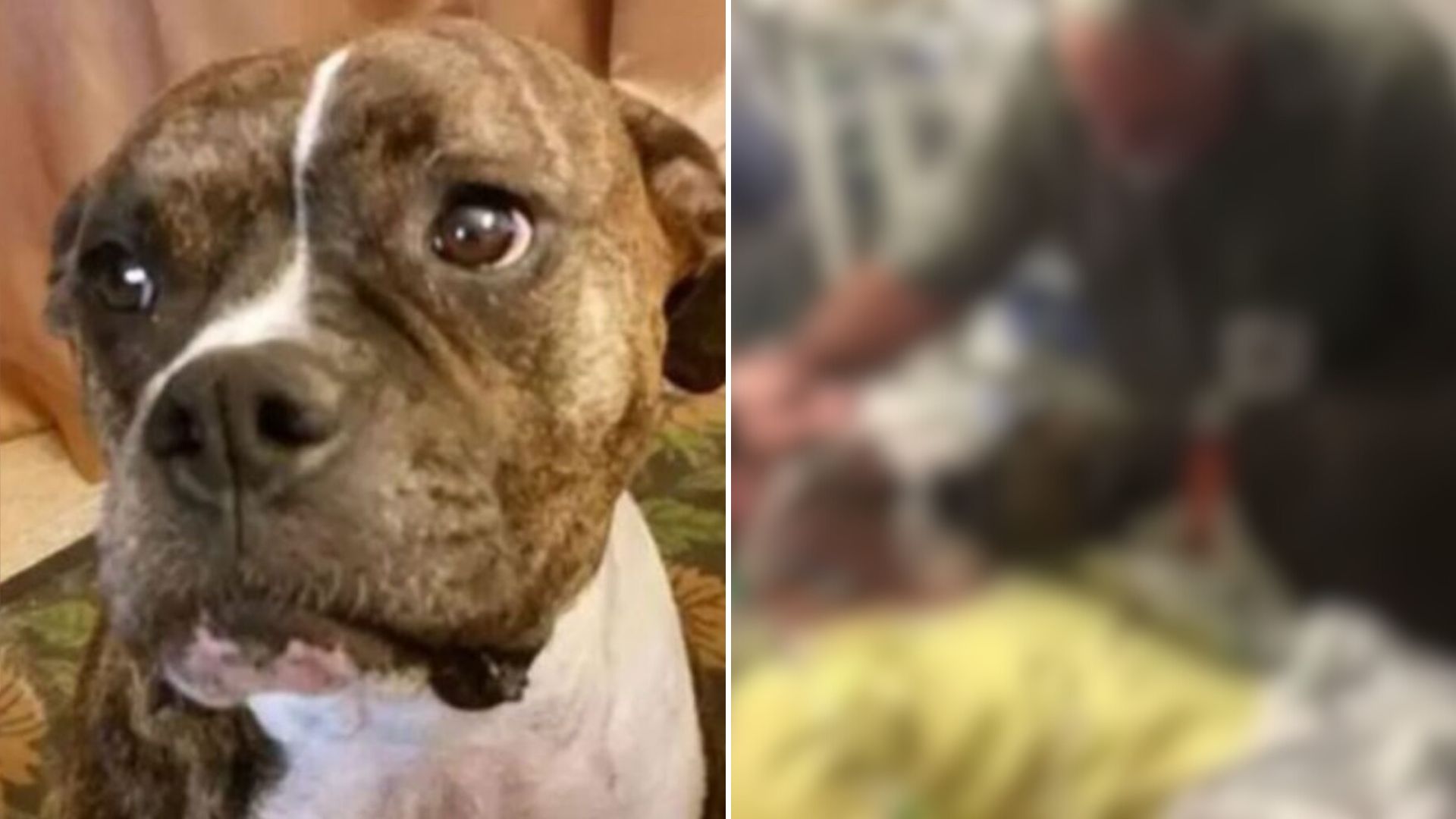 dog visits hospital