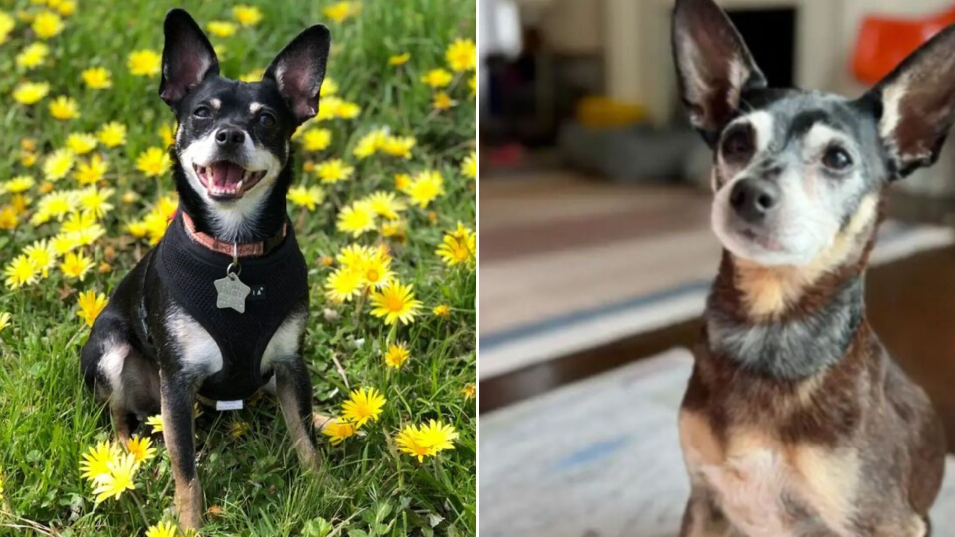 family adopts their late dogs son