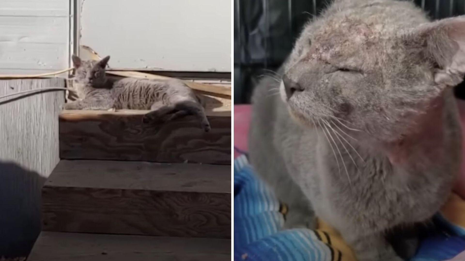 shelter cat