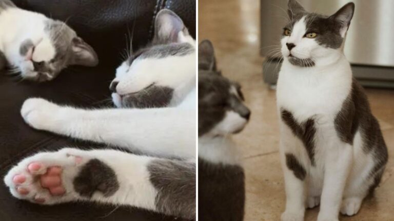 two cats