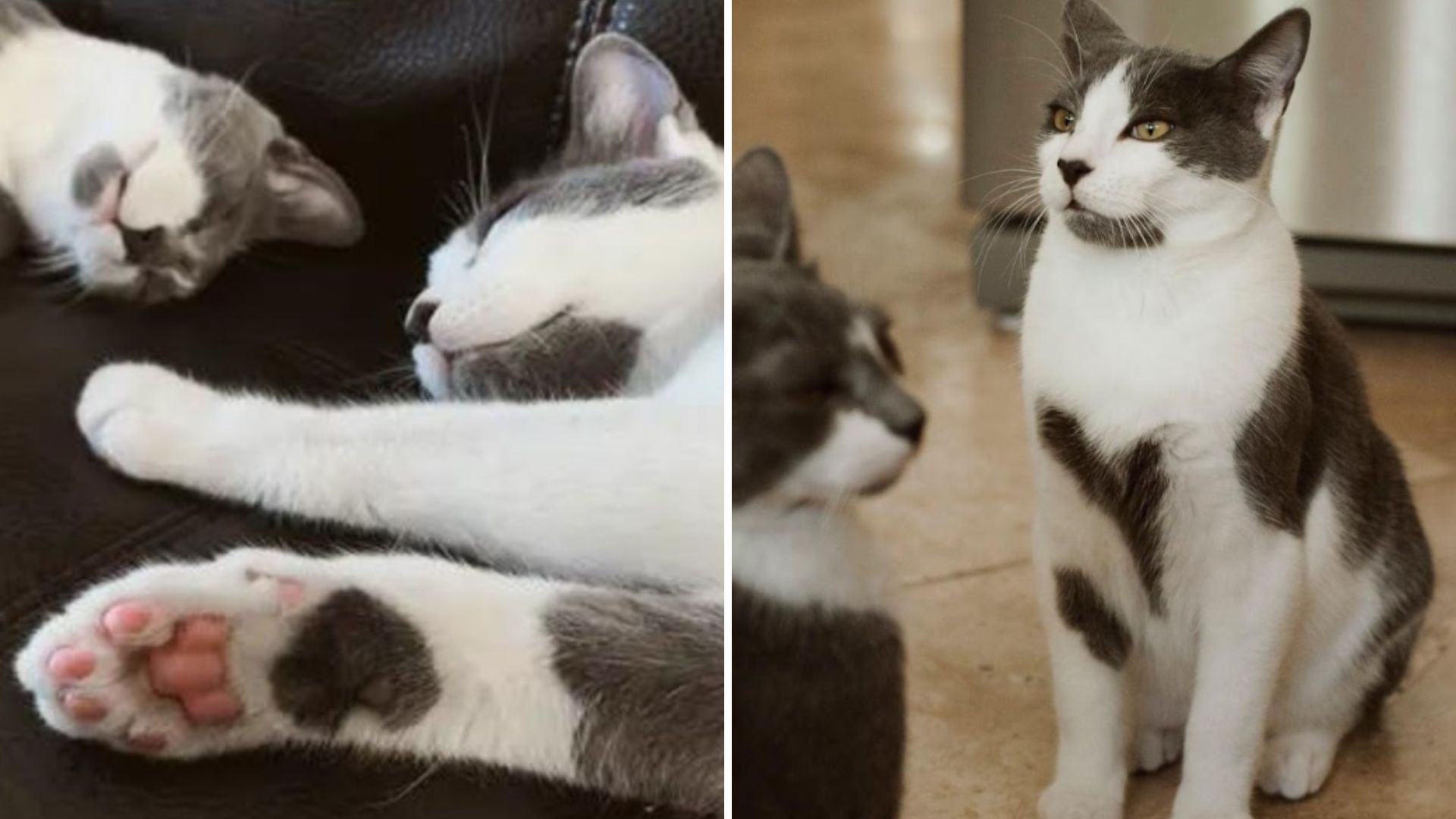two cats