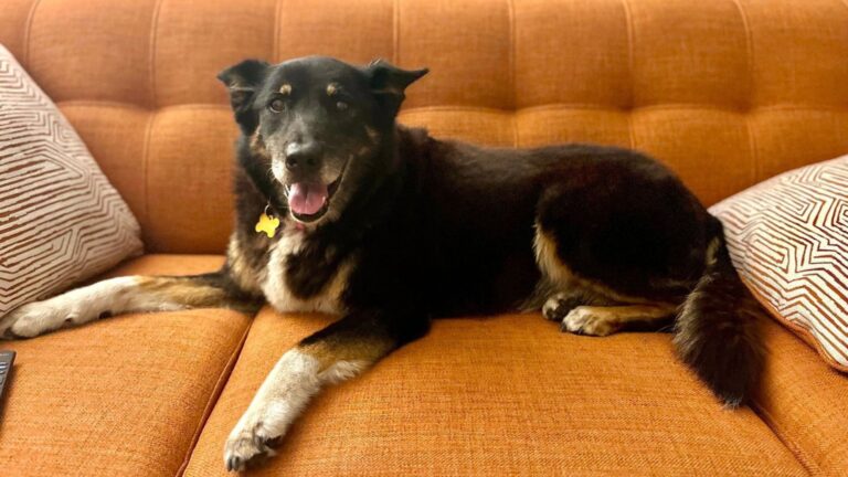 family sees their late dog in adoption post