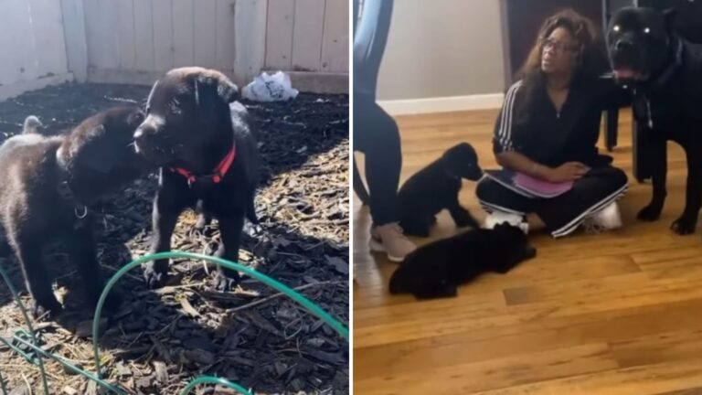 two lab pups